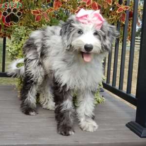 Holly (medium), Sheepadoodle Puppy